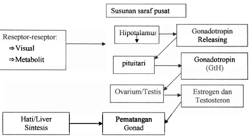 Gambar . (Sumber Mekanisme kerja hormon untuk perkembangan dun pematangan gonad. : Satyani, 1998 dalam Darwisito,2002) 