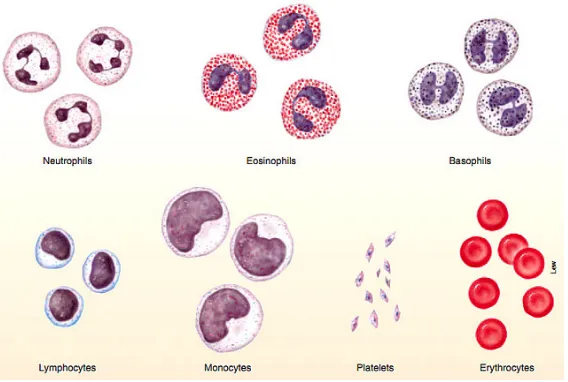 Gambar : 2.1 Anatomi fisiologi