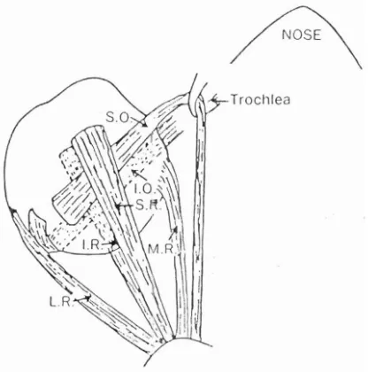 Gambar 3.1 Otot ekstraoci~lar di lihat dari atas 