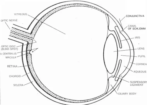 Figure 3.4 Structnres of the eye. 