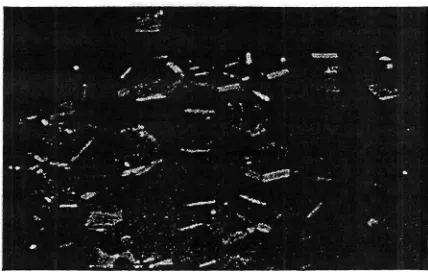 Gambar V.5. Hasil pengujian kristal LBPP dengan mikroskop polarisator 