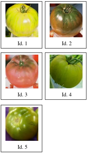 Gambar 1. Gambar tomat sebagai gambar 