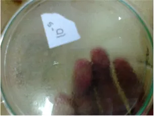 Gambar mikroba setelah diisolasi