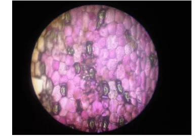Gambar 2. Irisan daun Rhoeo discolor tanpa eosin dibawah mikroskop
