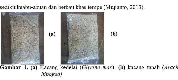 Gambar 1. (a)  Kacang kedelai (Glycine max),  (b) kacang tanah (Arachis