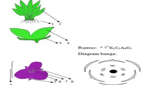 Gambar 7.3 Adam dan Hawa (Tradescantia spathacea)