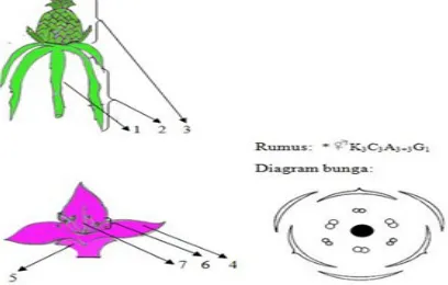 Gambar 7.6 Nanas (Ananas comosus)