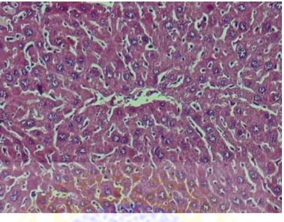 Gambar 4.1. Histopatologi sel hati mencit pada perlakuan control (P0) 