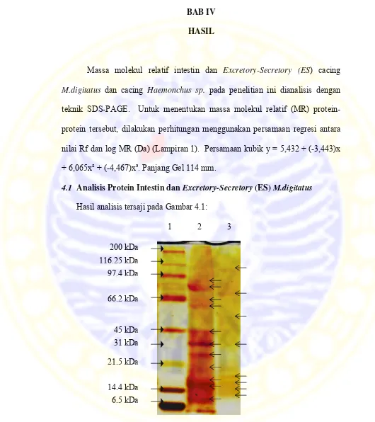 Gambar 4.1. Hasil analisis protein M.digitatus dengan teknik SDS-PAGE .          Keterangan