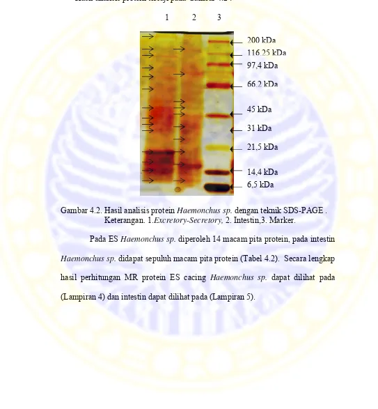 Gambar 4.2. Hasil analisis protein Haemonchus sp. dengan teknik SDS-PAGE . 