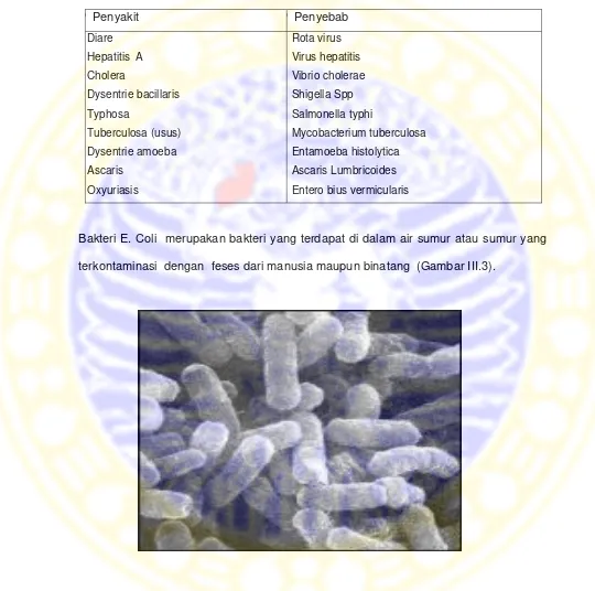 Gambar  III.3.   Bakteri  E. Coli   ( Sumber : http:/edis.ifas.ufl.edu/SS295)  