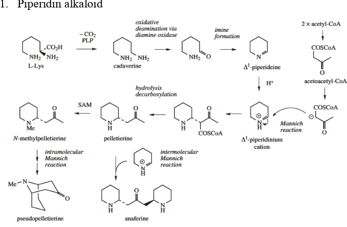Gambar 2.4.3.1 Mekanisme biosintesis alkaloid Piperidin(Sumber: Medicinal Natural Product, Wiley 3rd Edition) 