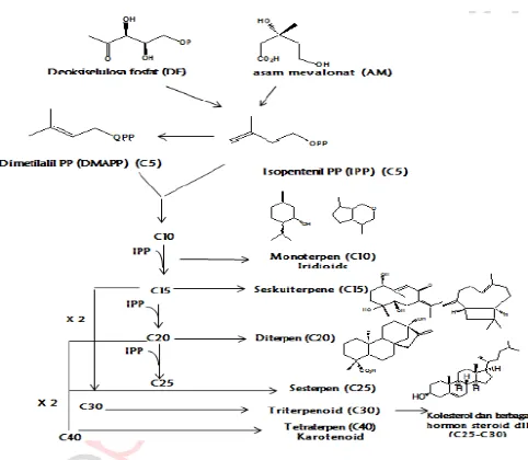 Gambar 2.3.4.3 Diagram skematik terbentuknya golongan terpenoid(Sumber: Senyawa Metabolit Alam Metabolit Sekunder, Aziz)