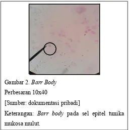 Gambar 2. Barr Body