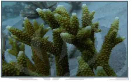 Gambar 1. Karang Acropora