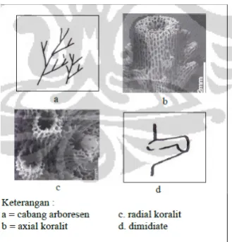 Gambar 2. Axial Coralite 