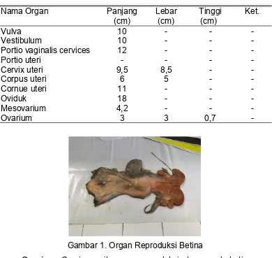 Gambar 1. Organ Reproduksi Betina