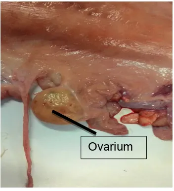Gambar 2. Ovarium