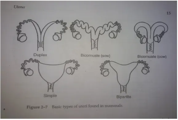 Gambar 4. Macam-macam bentuk uterus