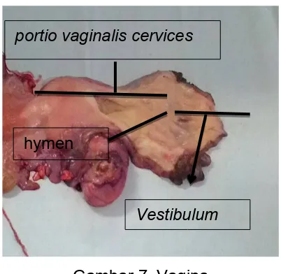 Gambar 7. Vagina