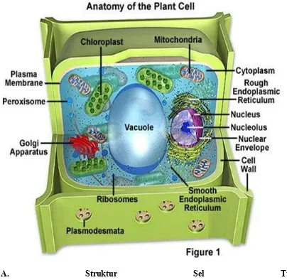 gambar 1, terdiri atas tiga bagian : (1)Membran sel yang dibagian luarnya di selubungi oleh