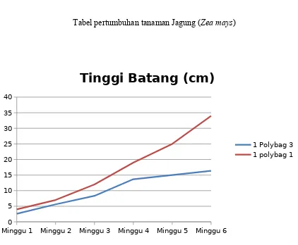 Tabel pertumbuhan tanaman Jagung (Zea mays)