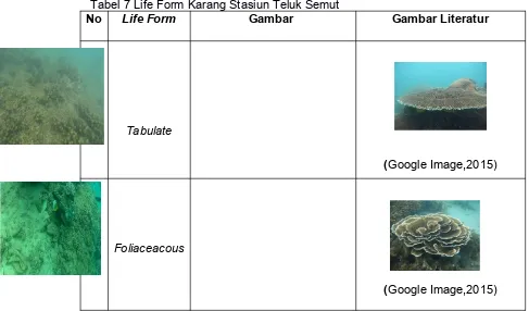 Tabel 7 Life Form Karang Stasiun Teluk Semut