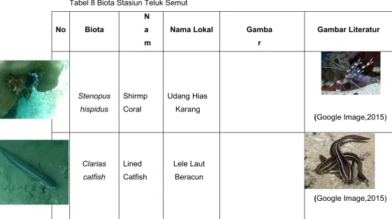 Tabel 8 Biota Stasiun Teluk Semut