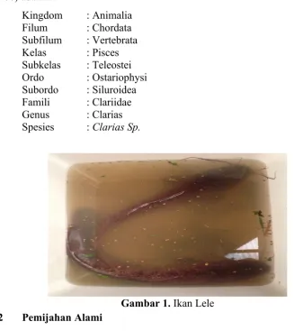 Gambar 1. Ikan Lele