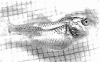 Gambar 4. Pertumbuhan panjang benih ikan mas dengan kelainan dorsal 