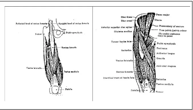 Gambar 1. Otot Tungkai Atas 