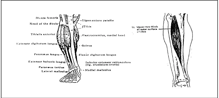 Gambar 2. Otot Tungkai Bawah Diambil dari: Anatomi (Nirwandi,2010:24) 