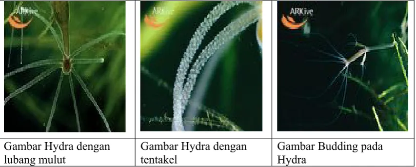 Gambar Hydra dengan 