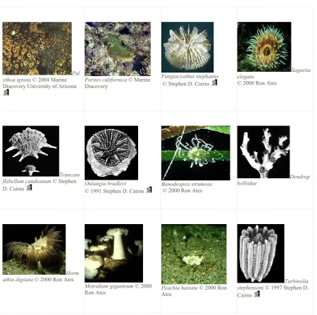 Gambar berbagai jenis Anthozoa