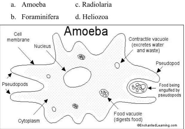 Gambar Amoeba sp.