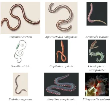 Gambar : Berbagai jenis Annelida