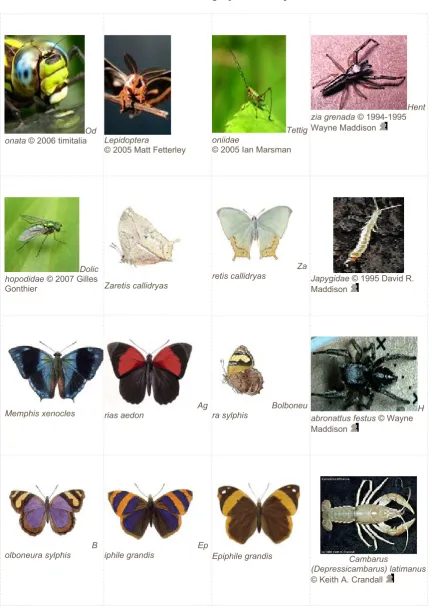 Gambar : Berbagai jenis arthropoda
