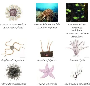 Gambar : Berbagai jenis Echinodermata