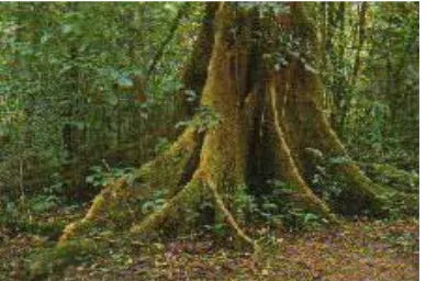Gambar 3. Pohon dengan banir yang tinggi(Tennent, 2009)