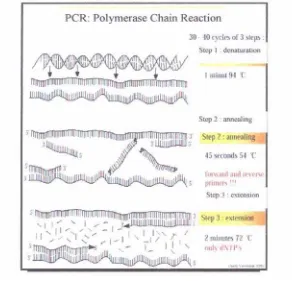 Gambar 1 Prinsip Kerja PCR Sumber: Rimbawanto (1999) 