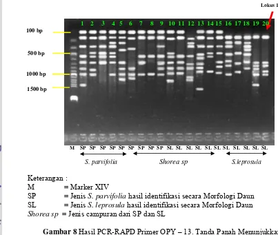Gambar 8 Hasil PCR-RAPD Primer OPY – 13. Tanda Panah Menunjukkan 