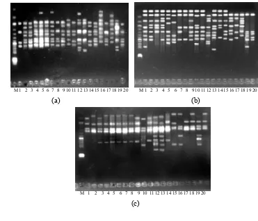 Gambar 9 Hasil PCR- RAPD Semua Primer (a) Primer OPY-3 (b) Primer  