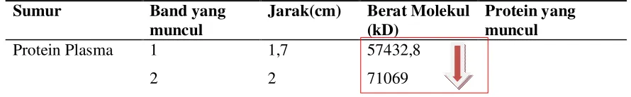 Tabel 8. Data Hasil  Perhitungan Berat Molekul Protein Pada Sumur 2 