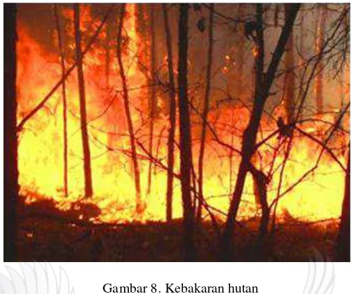 Gambar 8. Kebakaran hutan 