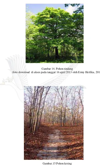 Gambar 14. Pohon rindang  