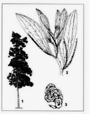 Gambar 2. Tumbuhan Akasia (1. Pohon: 2. Bunga: 3. Polong)  (Sumber: IFSP, 2001) 