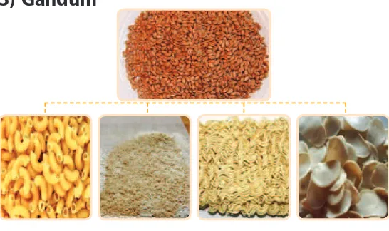 Gambar 4.42. Pengolahan gandum menjadi bahan setengah jadi yaitu aneka pasta, whole out, mie, dan kerupuk bawang