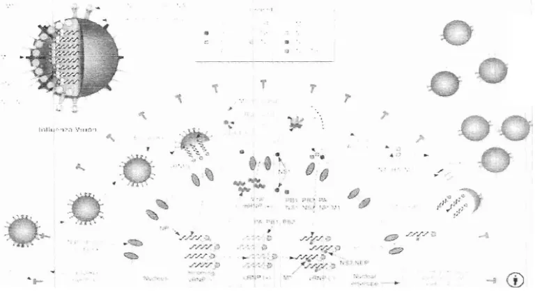 Gambar I. Struktur virus influenza dan mekanisme masuk dan penggandan virus dalam sel inang (Palese, P., Shaw, M.L.; 2001)