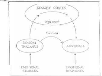 Gambar 1. The Low and the High Roads to the Amygdala 