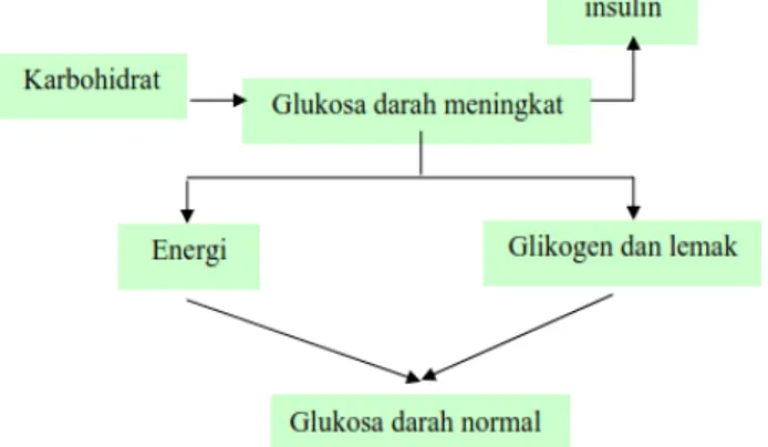 Gambar 2  Skema pencernaan  karbohidrat secara normal